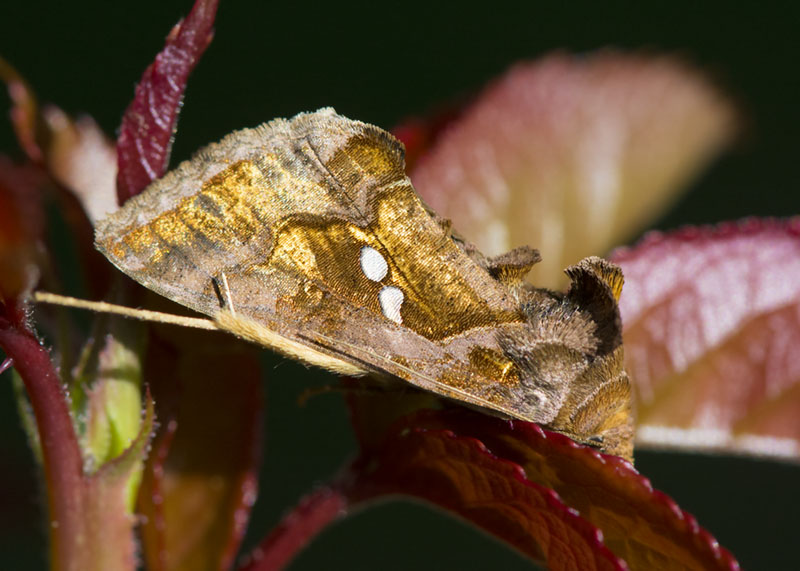 Chrysodeixis chalcites - Noctuidae